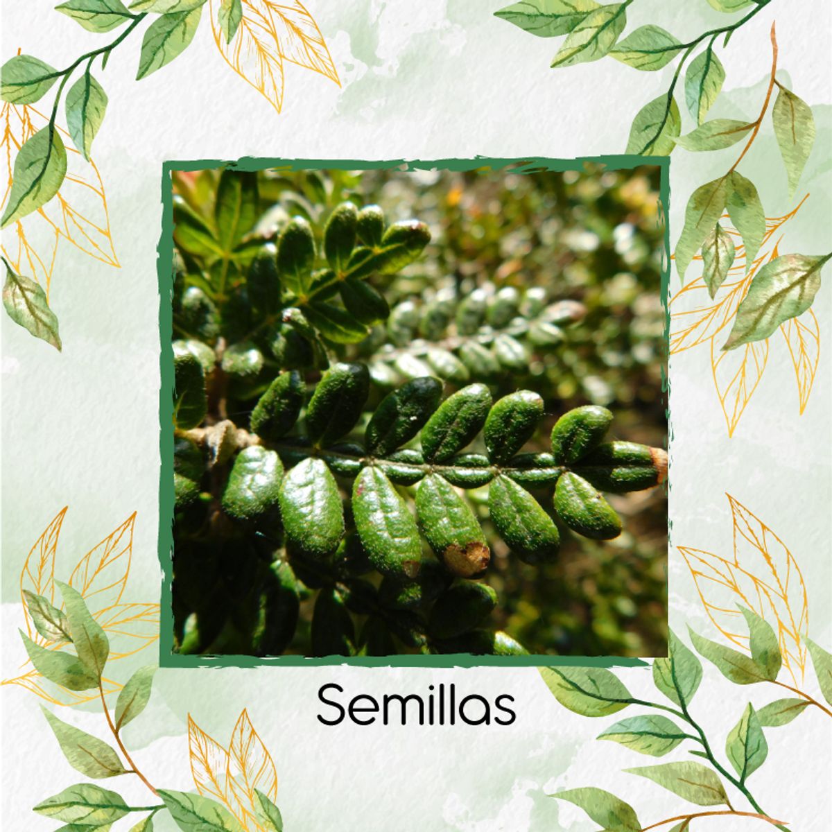 GENERICO - 30 Semillas De Árbol Encenillo + Kit De Germinación Especial