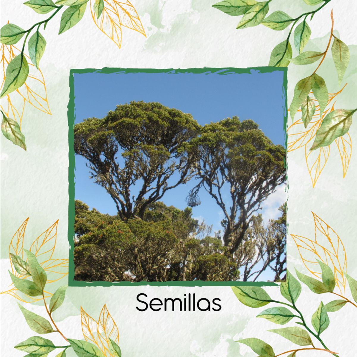 GENERICO - 30 Semillas De Árbol Encenillo + Kit Completo De Germinación