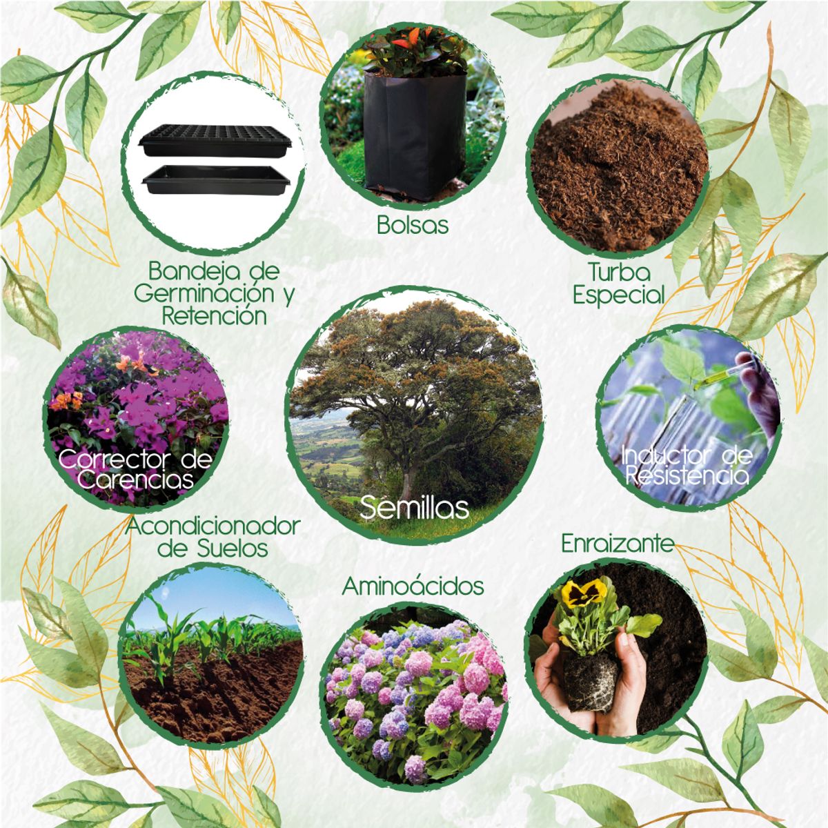 GENERICO - 60 Semillas De Árbol Encenillo + Kit De Siembra