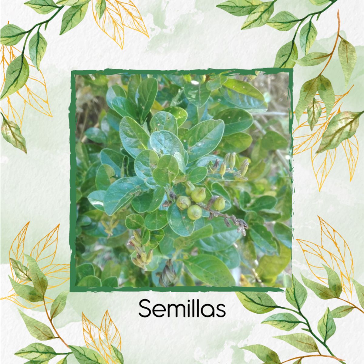 GENERICO - Kit De Fertilizantes Para El Trasplante De Espino