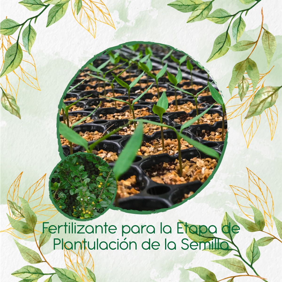 GENERICO - Fertilizante De Plantulación Para Espino