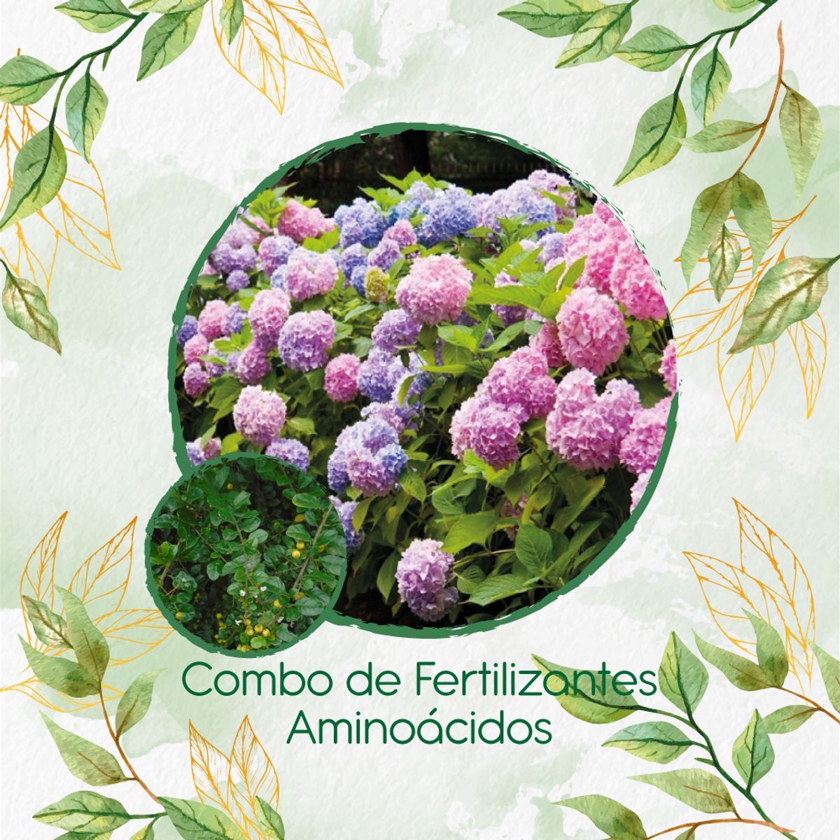 GENERICO - Combo De Fertilizantes Aminoácidos Para Espino