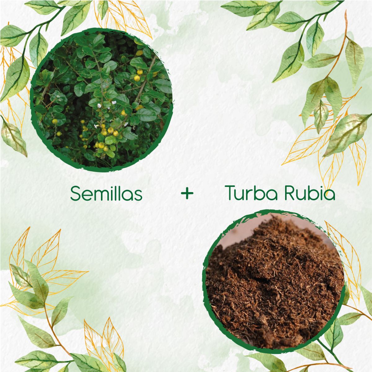 GENERICO - 70 Semillas De Espino + Turba De Germinación