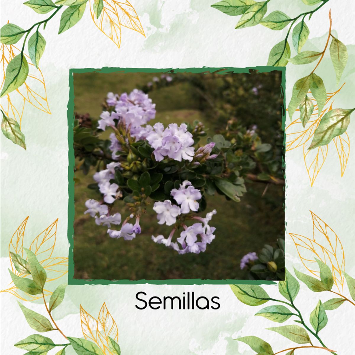 GENERICO - 70 Semillas De Espino + Turba De Germinación