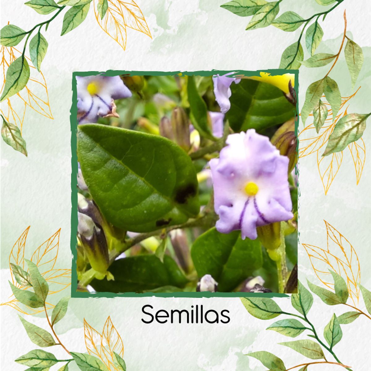 GENERICO - 140 Semillas De Espino + Kit De Producción