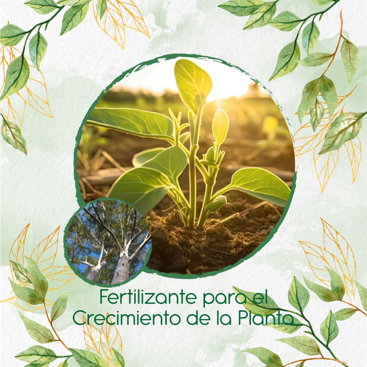 GENERICO - Fertilizante Para El Crecimiento De Árbol Eucalipto