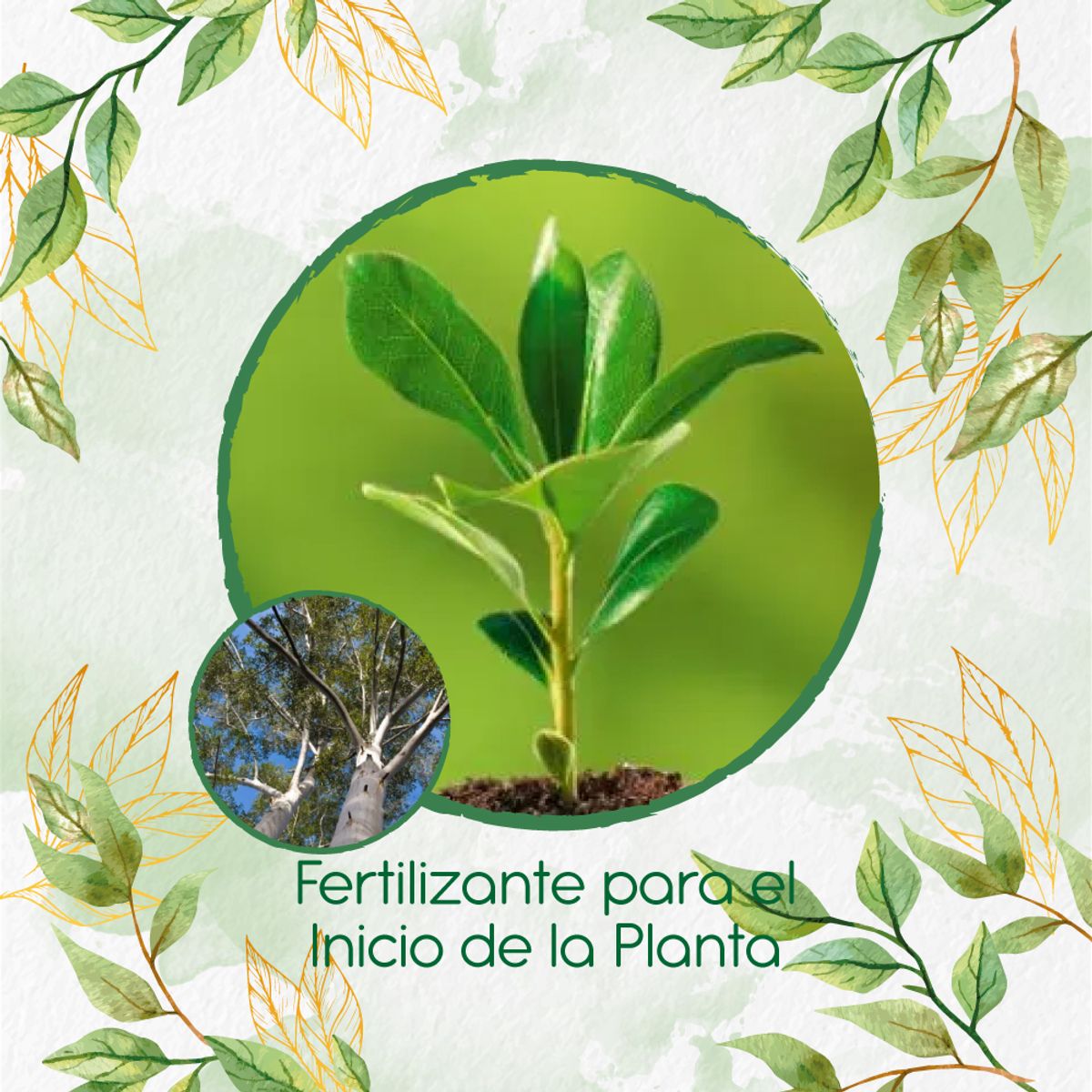 GENERICO - Fertilizante Para El Inicio De Árbol Eucalipto