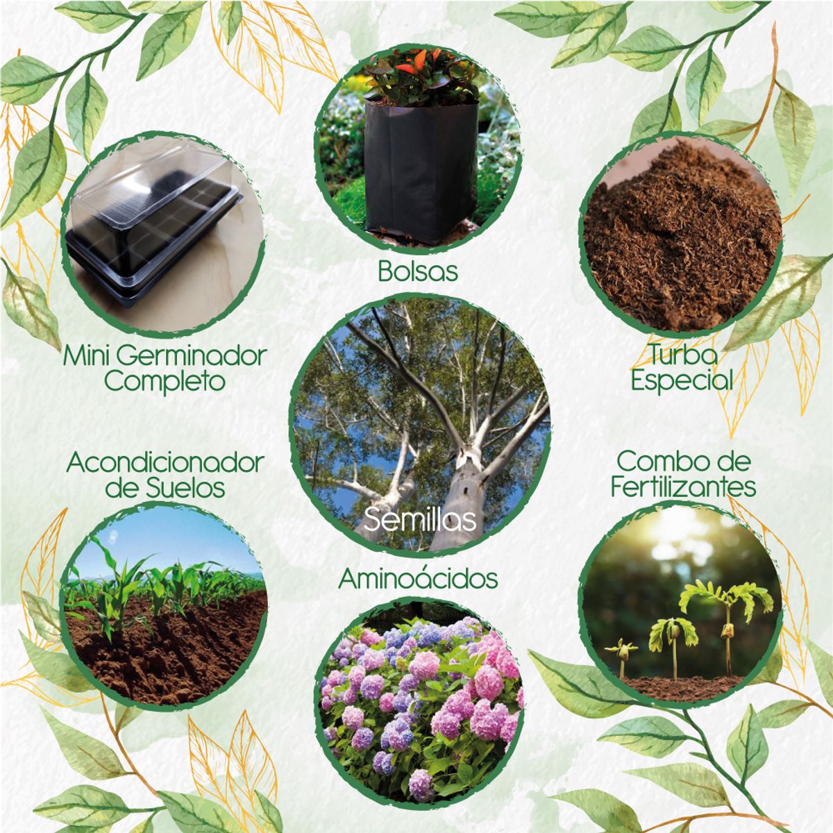 GENERICO - 200 Semillas De Árbol Eucalipto + Kit De Germinación Especial