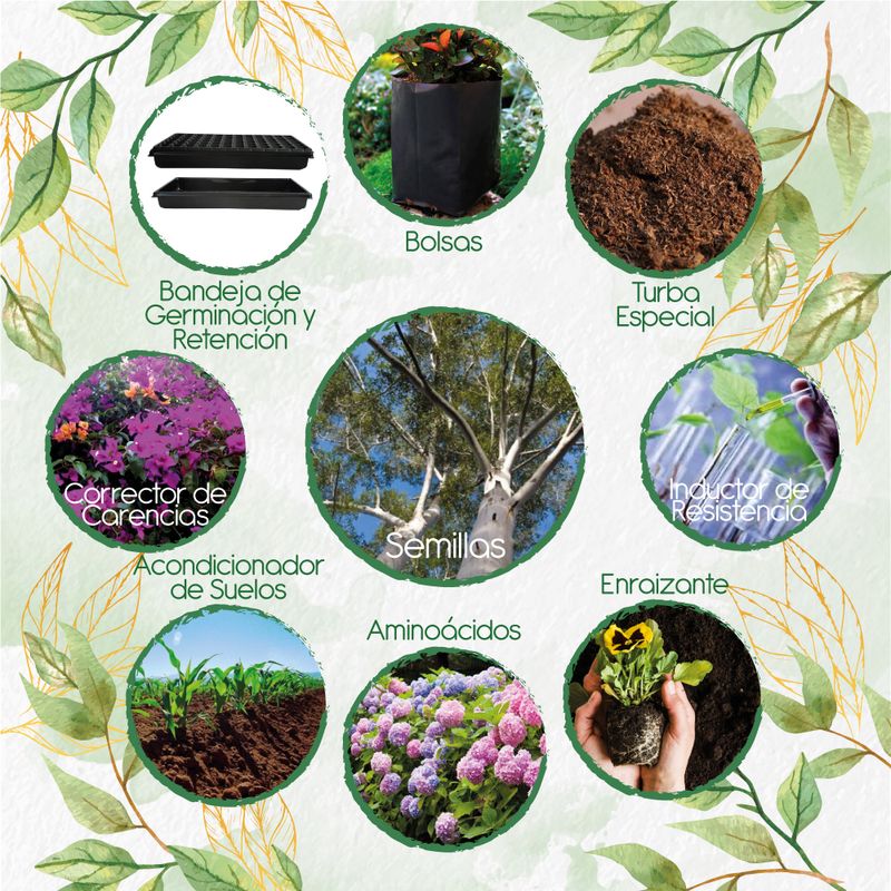 GENERICO - 400 Semillas De Árbol Eucalipto + Kit De Producción