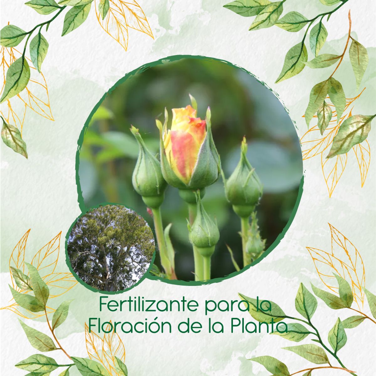GENERICO - Fertilizante Para La Floración De Árbol Eucalipto Camaldulensis