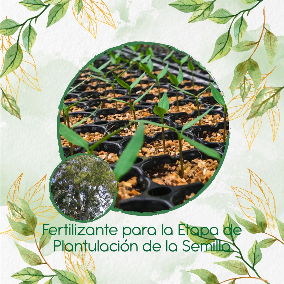 GENERICO - Fertilizante De Plantulación Para Árbol Eucalipto Camaldulensis