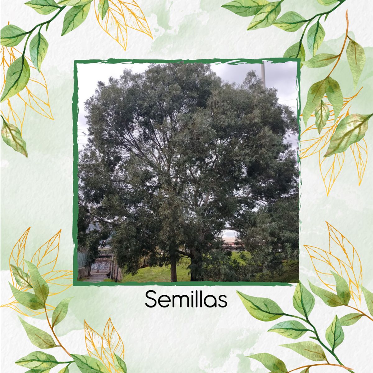 GENERICO - Fertilizante De Plantulación Para Árbol Eucalipto Camaldulensis