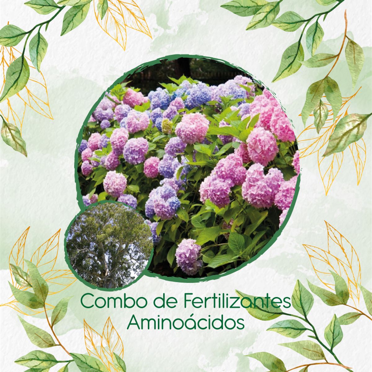 GENERICO - Combo De Fertilizantes Aminoácidos Para Árbol Eucalipto Camaldulensis