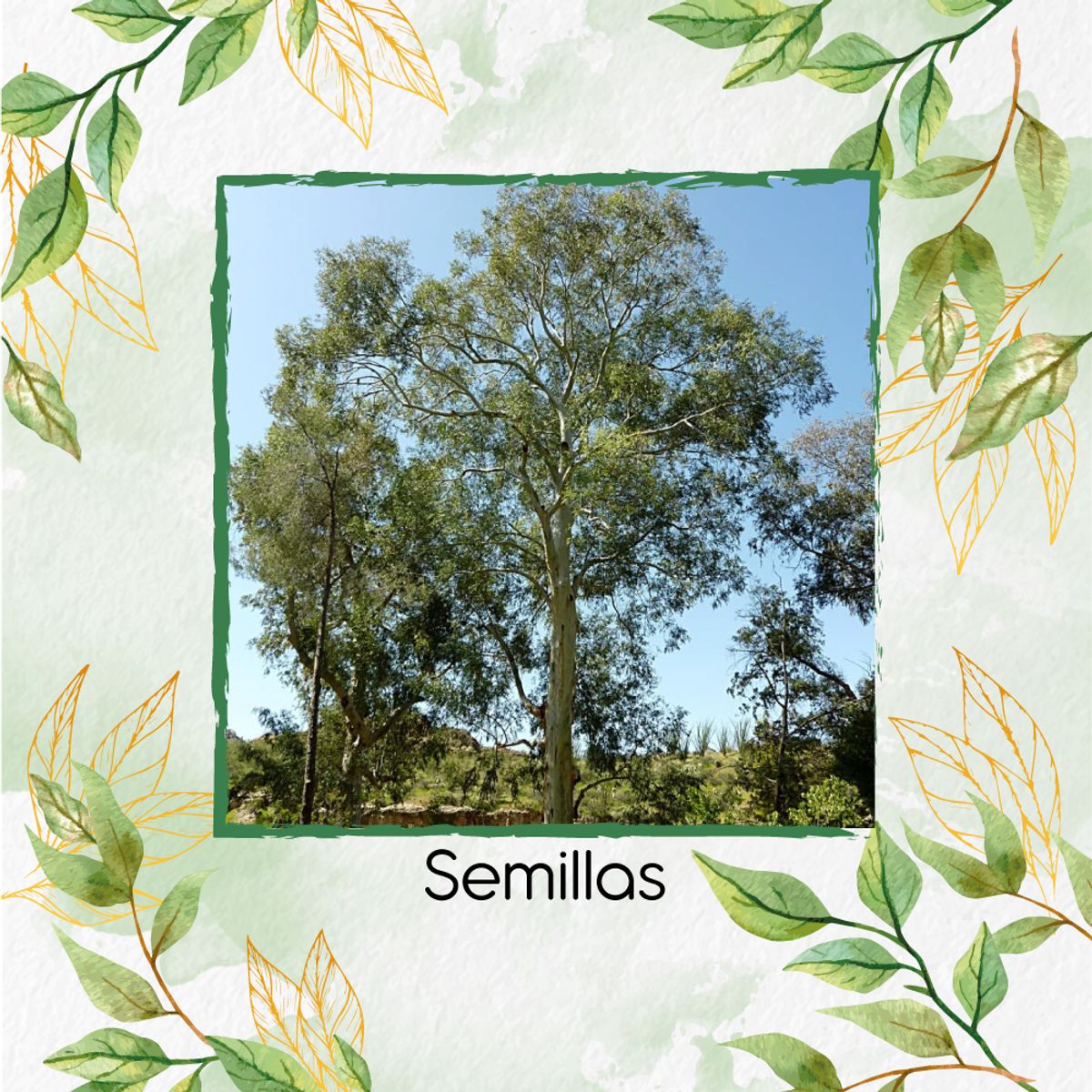 GENERICO - Combo De Fertilizantes Aminoácidos Para Árbol Eucalipto Camaldulensis