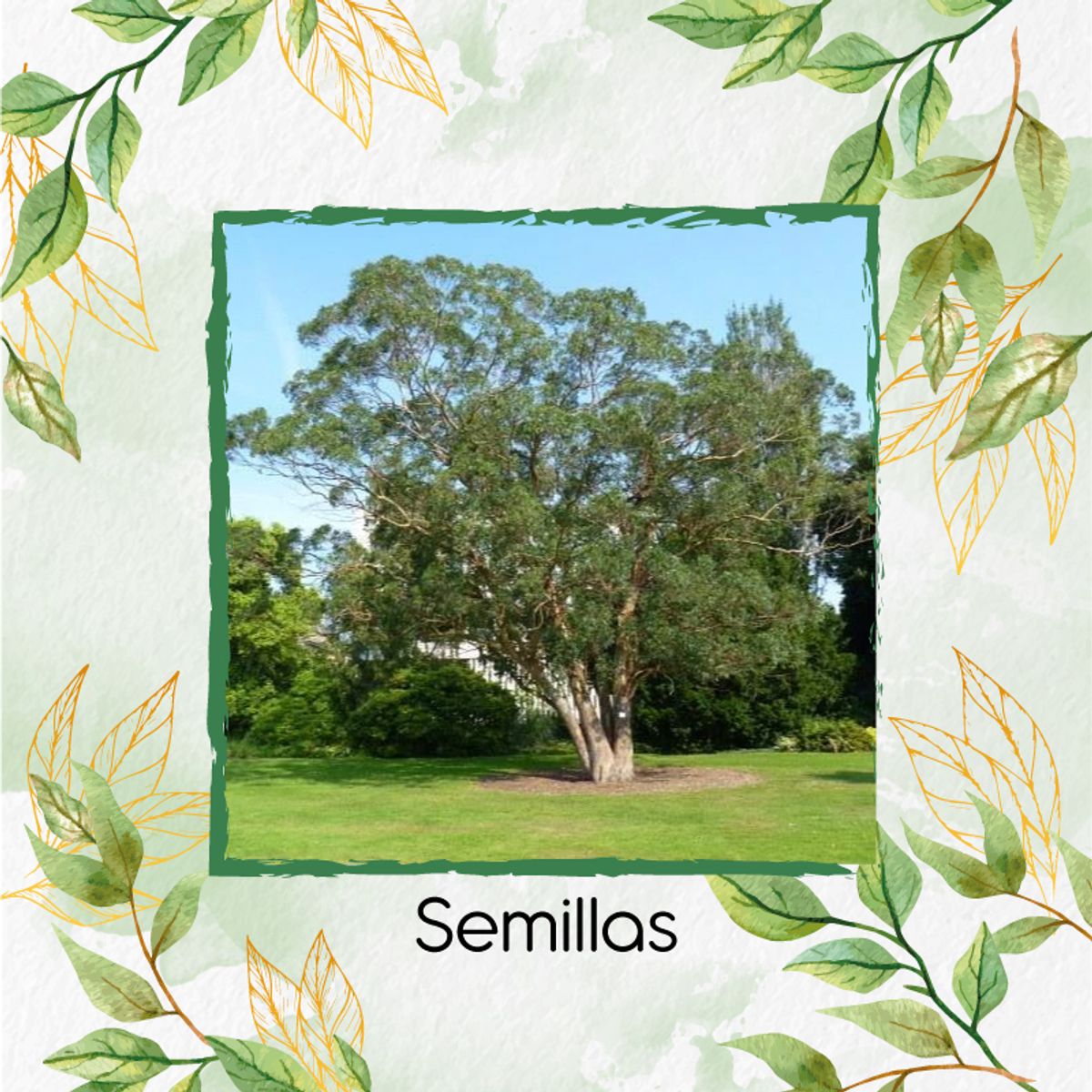 GENERICO - 100 Semillas Orgánicas De Eucalipto Citriodora + Kit De Germinación