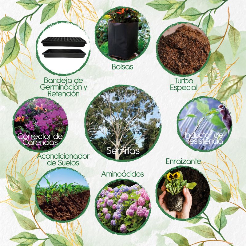 GENERICO - 400 Semillas De Árbol Eucalipto Citriodora + Kit De Producción