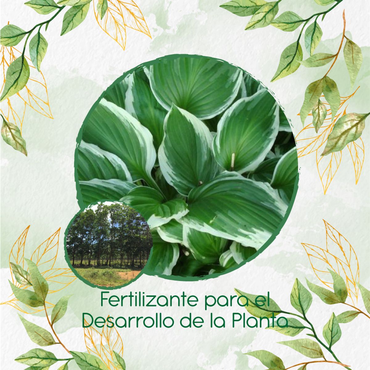 GENERICO - Fertilizante Para El Desarrollo De Árbol Eucalipto Pellita