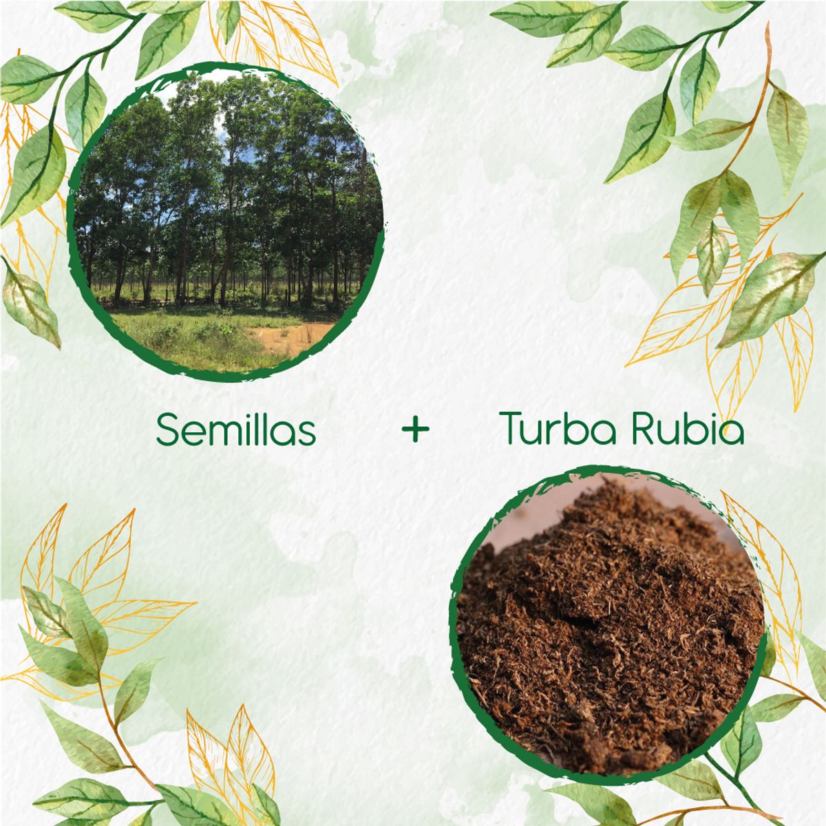 GENERICO - 40 Semillas De Árbol Eucalipto Pellita + Turba De Germinación