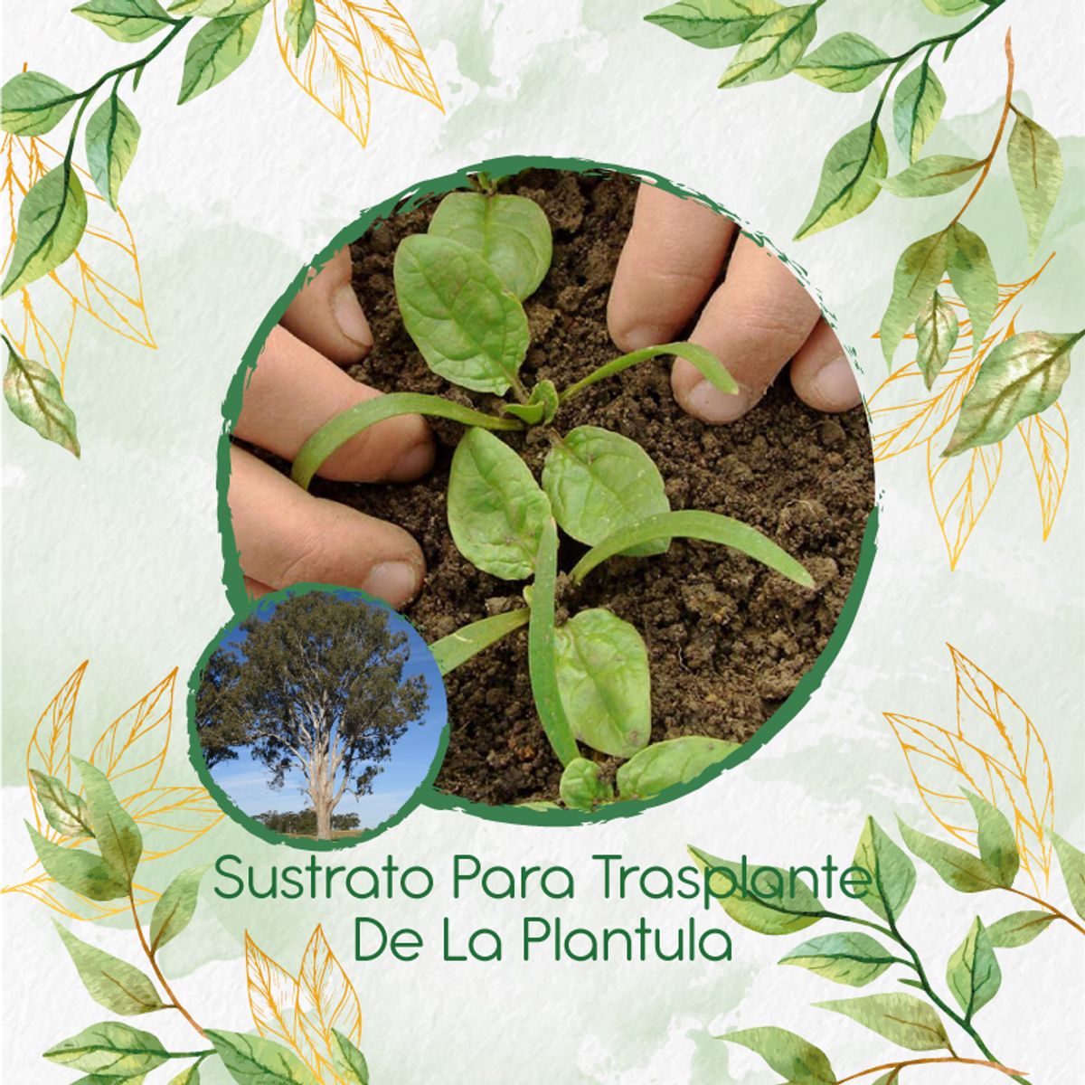 GENERICO - Sustrato Para Trasplante De Árbol Eucalipto Tereticronis