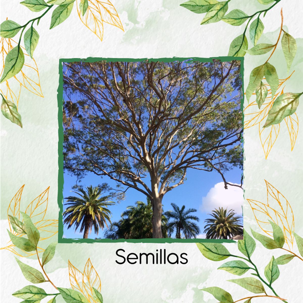 GENERICO - Sustrato Para Trasplante De Árbol Eucalipto Tereticronis