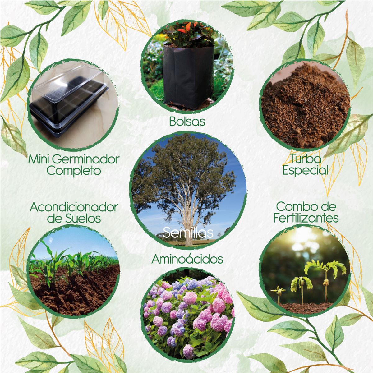 GENERICO - 200 Semillas De Eucalipto Tereticronis + Kit De Germinación Especial