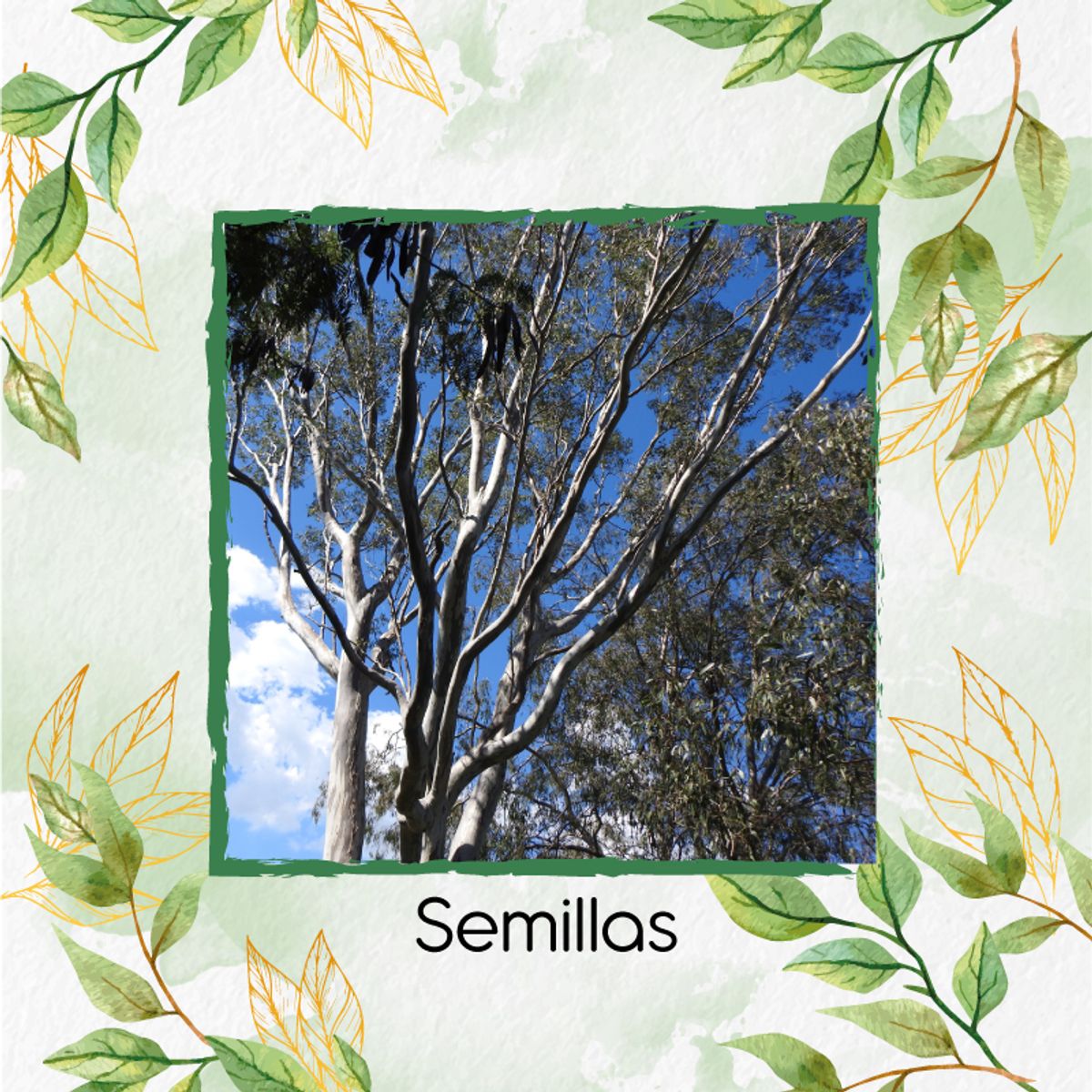 GENERICO - 200 Semillas De Eucalipto Tereticronis + Kit De Germinación Especial