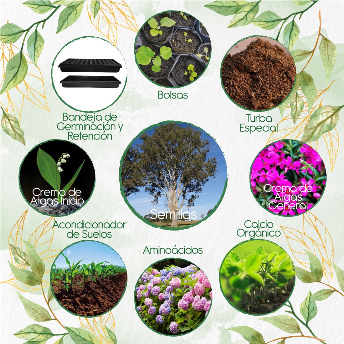 GENERICO - 200 Semillas De Árbol Eucalipto Tereticronis + Kit Orgánico