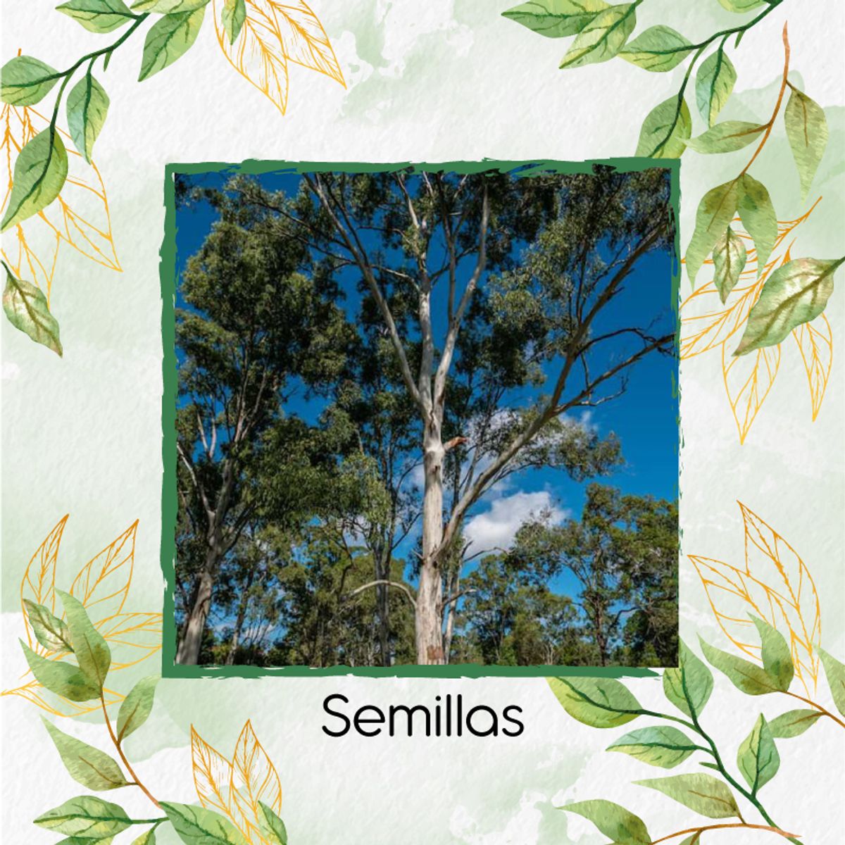 GENERICO - 200 Semillas De Árbol Eucalipto Tereticronis + Kit Orgánico