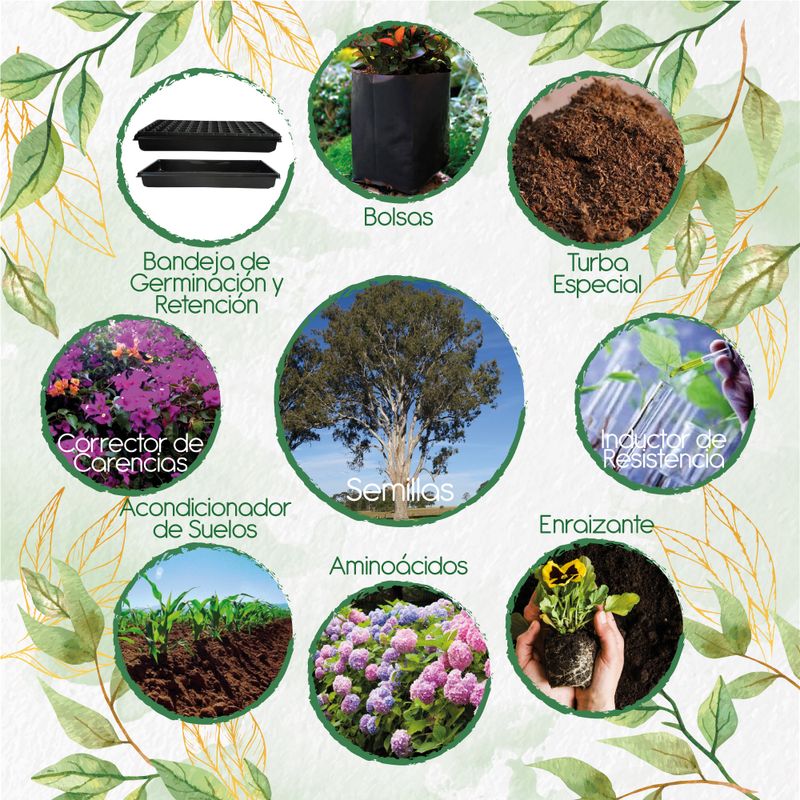 GENERICO - 400 Semillas De Árbol Eucalipto Tereticronis + Kit De Producción