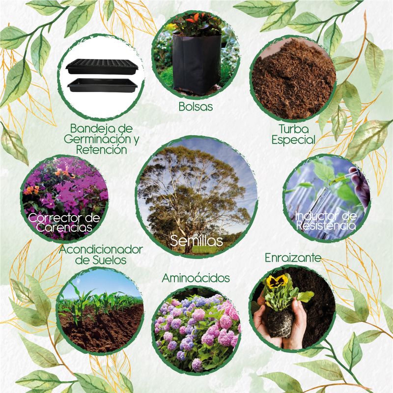 GENERICO - 400 Semillas De Árbol Eucalipto Viminalis + Kit De Producción