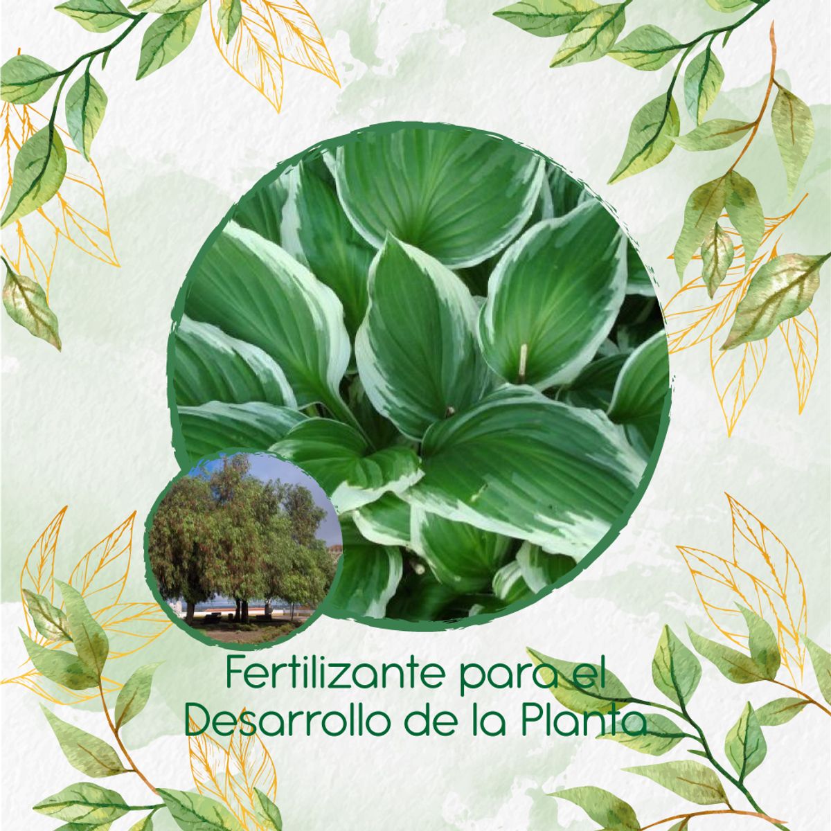 GENERICO - Fertilizante Para El Desarrollo De Árbol Falso Pimiento