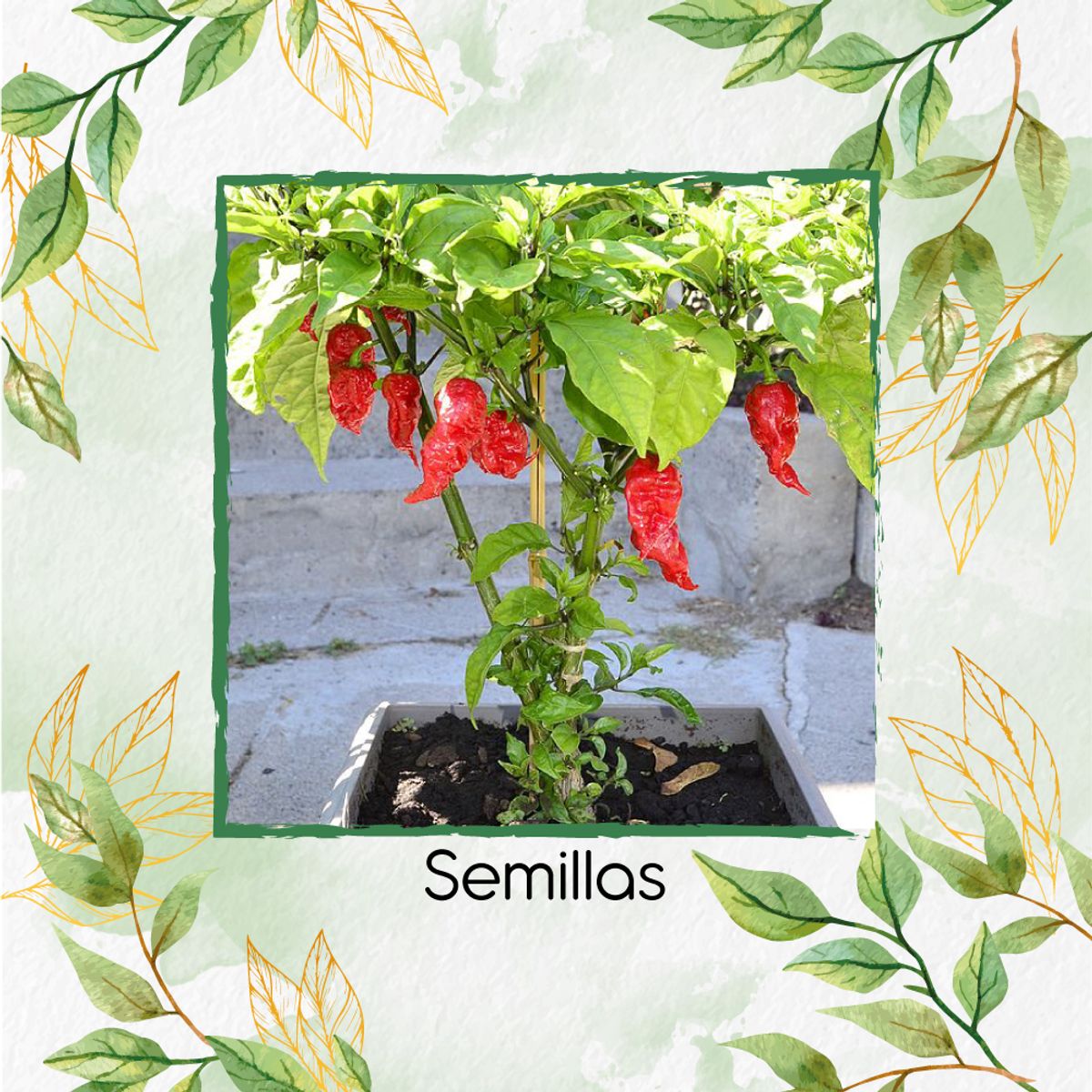 GENERICO - 10 Semillas Orgánicas De Aji Carolina Reaper