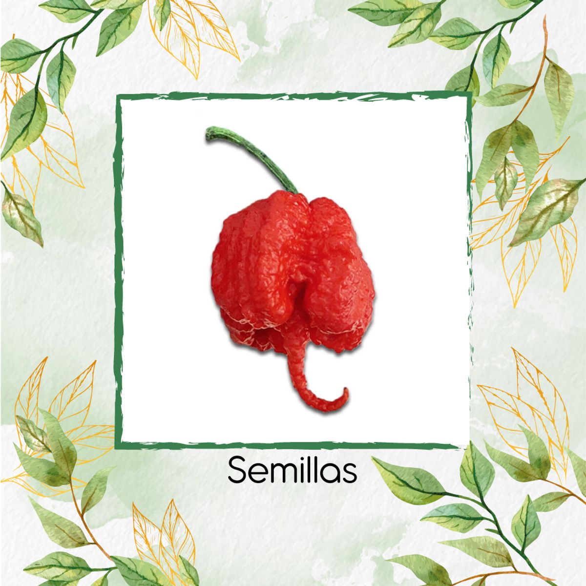 GENERICO - 10 Semillas Orgánicas De Aji Carolina Reaper