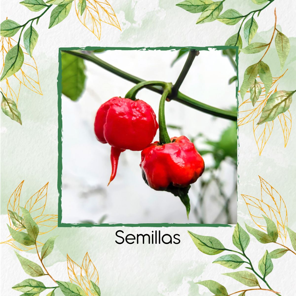 GENERICO - 10 Semillas Orgánicas De Ají Carolina Reaper + Kit De Germinación