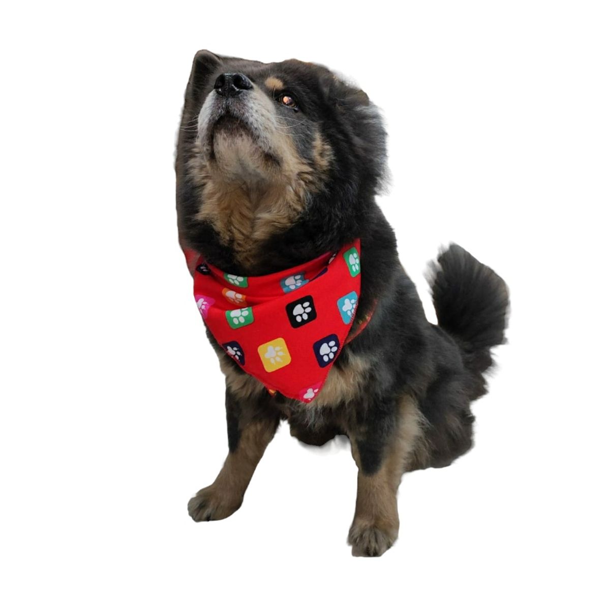 GENERICO - Pañoletas Para Perro Pequeño Hembra x6