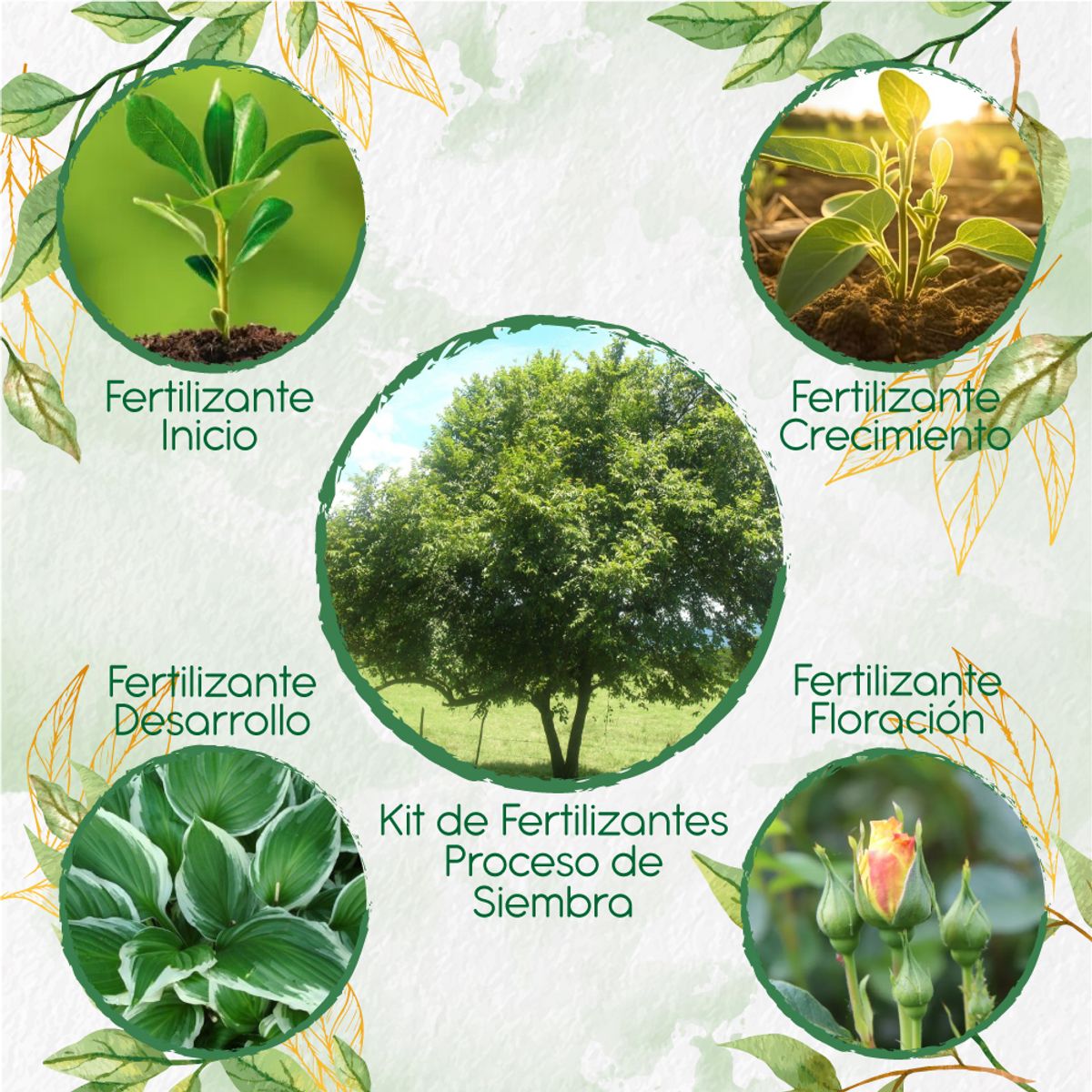 GENERICO - Kit De Fertilizantes Para La Siembra De Árbol Guácimo