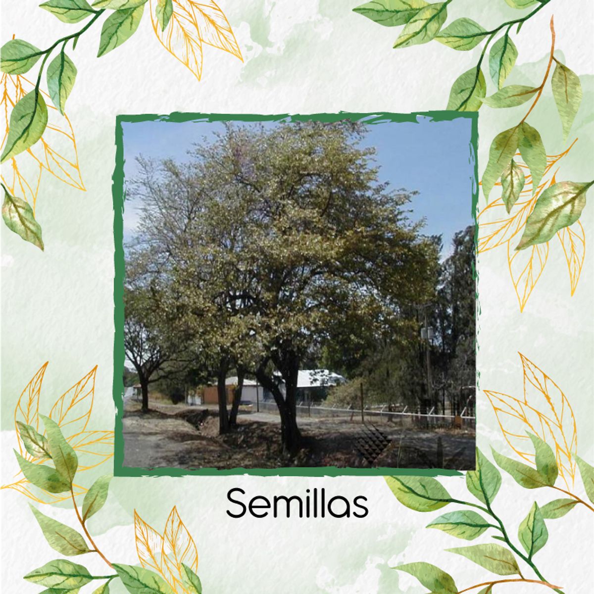 GENERICO - 200 Semillas De Árbol Guácimo + Kit De Germinación Especial