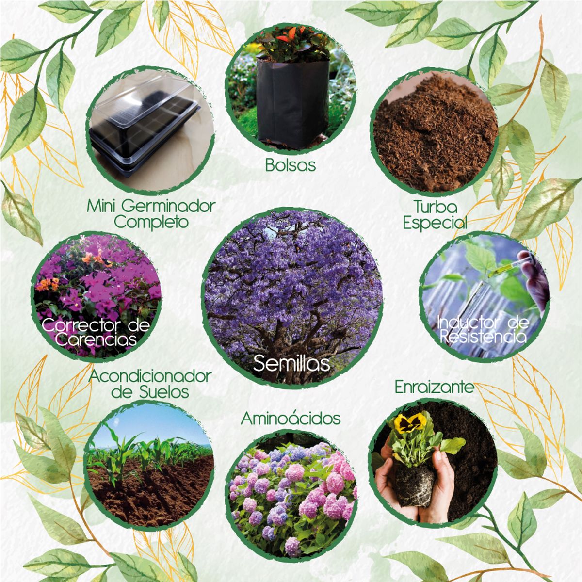 GENERICO - 80 Semillas De Árbol Gualanday + Kit Completo De Germinación