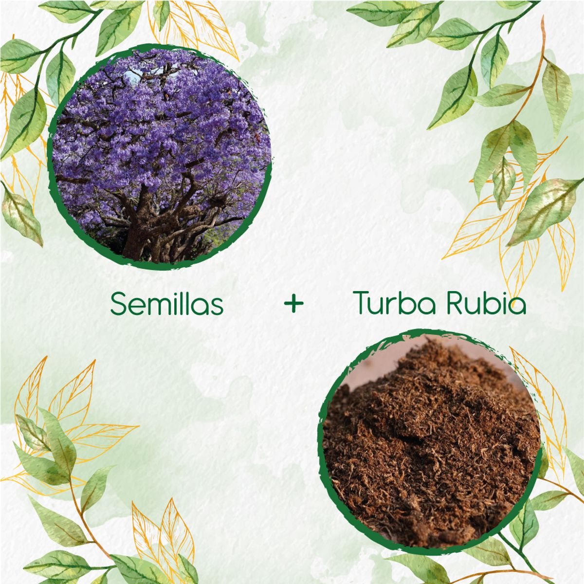 GENERICO - 80 Semillas De Árbol Gualanday + Turba De Germinación