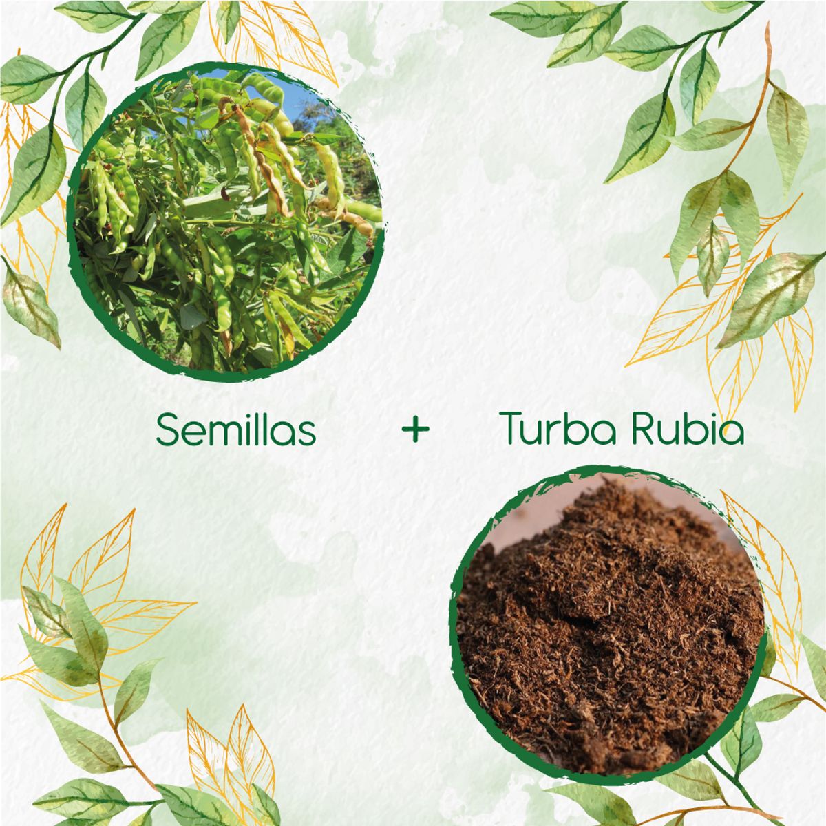 GENERICO - 100 Semillas De Guandul + Turba De Germinación
