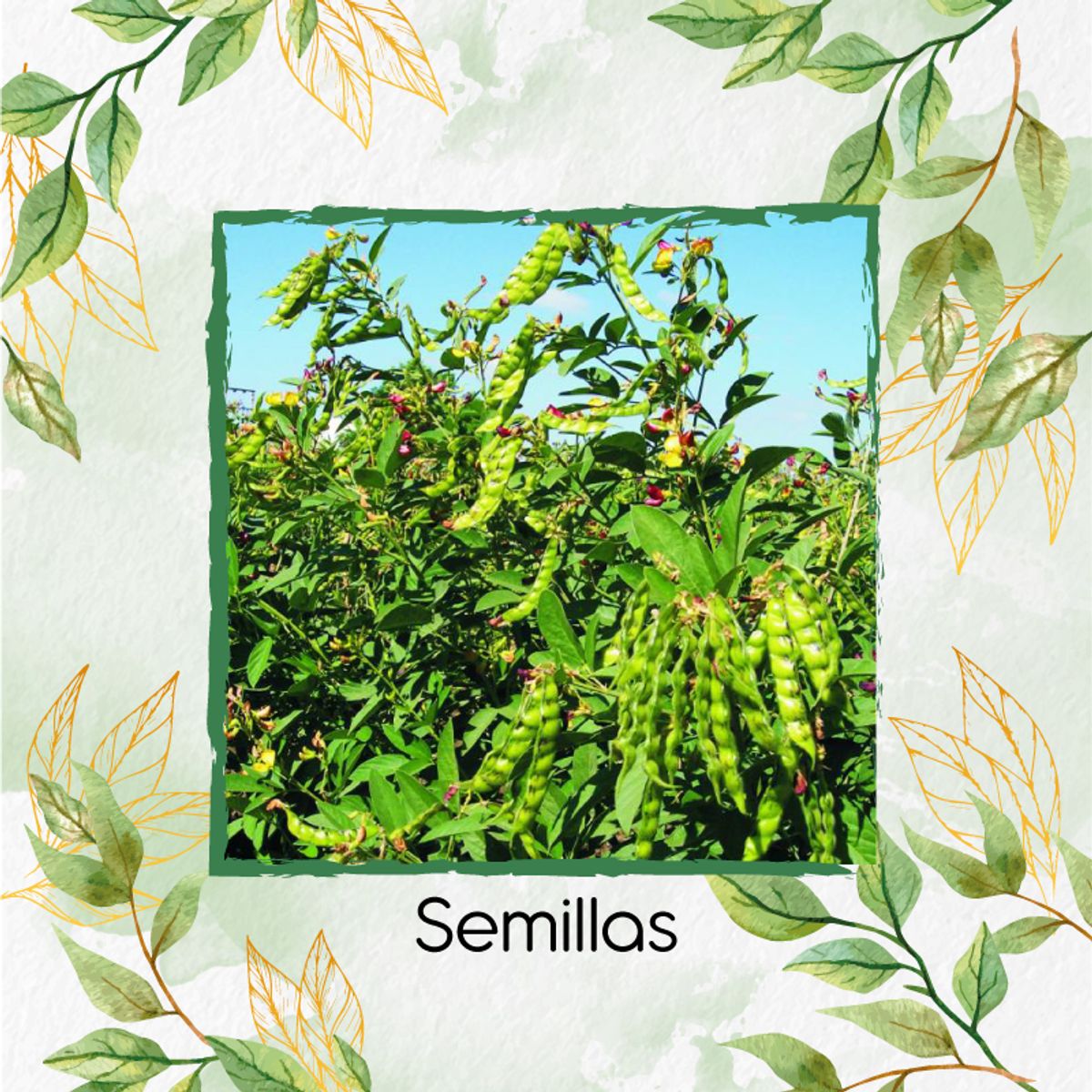 GENERICO - 100 Semillas De Guandul + Turba De Germinación