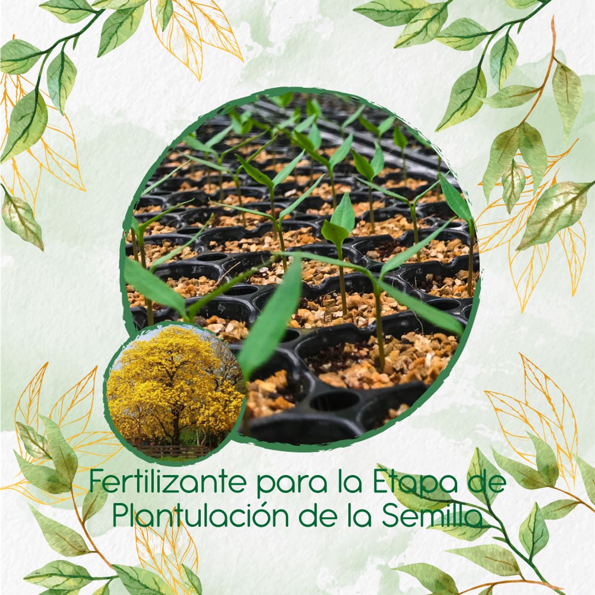 GENERICO - Fertilizante De Plantulación Para Árbol Guayacán Amarillo