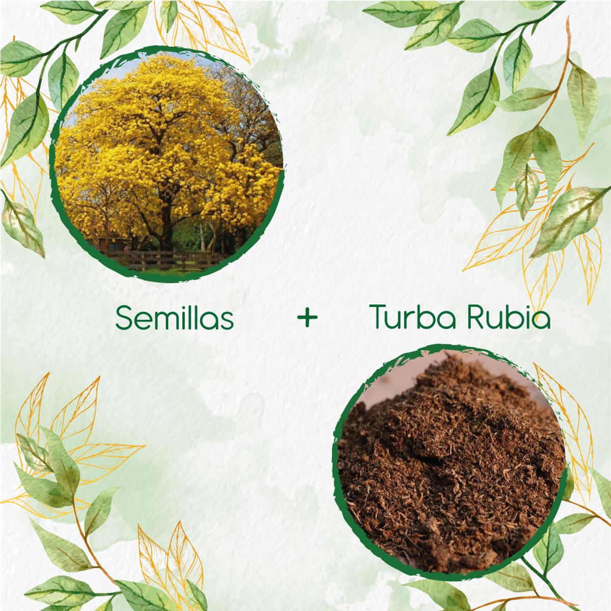 GENERICO - 100 Semillas De Árbol Guayacán Amarillo + Turba De Germinación