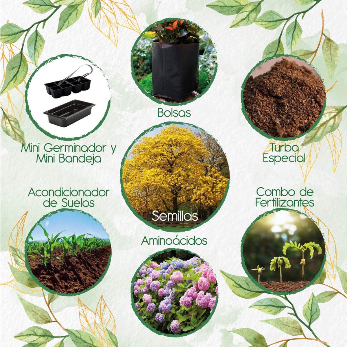 GENERICO - 50 Semillas Orgánicas De Árbol Guayacán Amarillo + Kit De Germinación