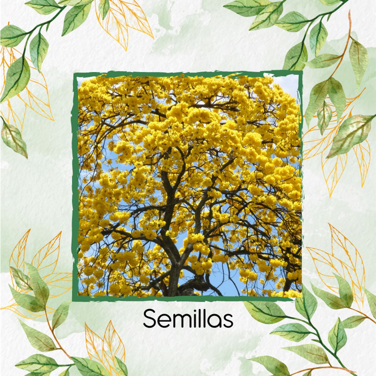 GENERICO - 50 Semillas Orgánicas De Árbol Guayacán Amarillo + Kit De Germinación
