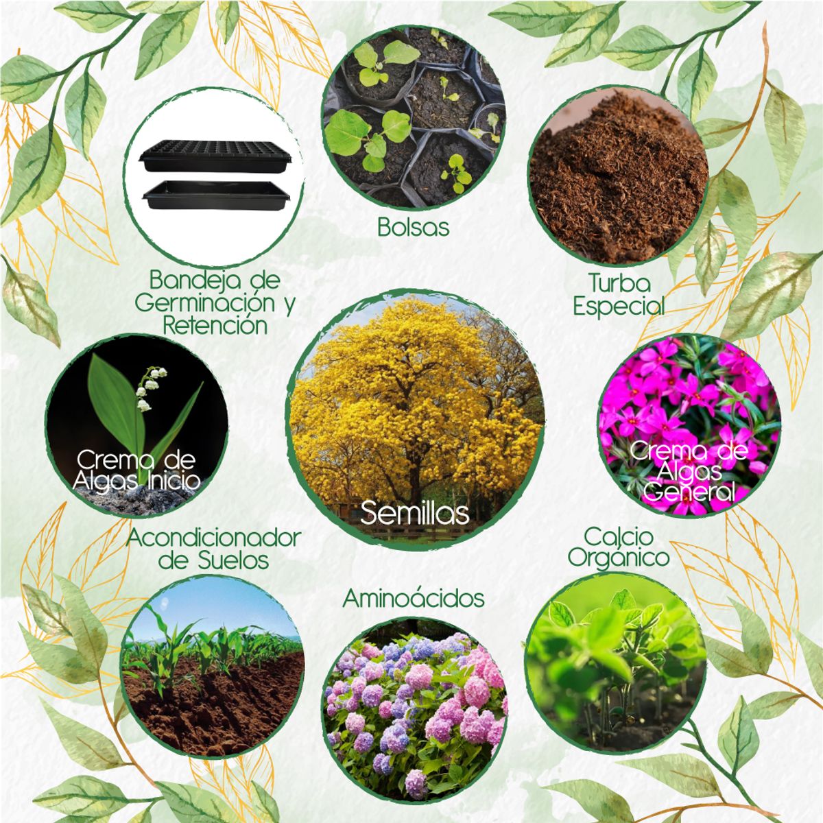 GENERICO - 100 Semillas De Árbol Guayacán Amarillo + Kit Orgánico