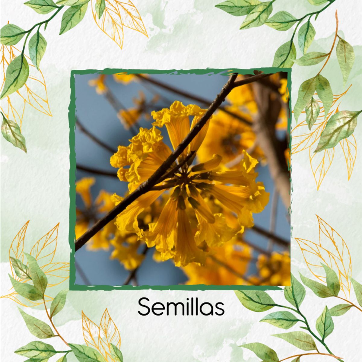 GENERICO - 100 Semillas De Árbol Guayacán Amarillo + Kit Orgánico