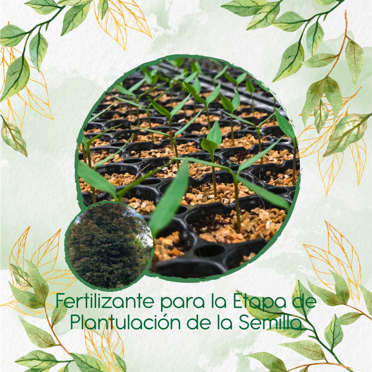 GENERICO - Fertilizante De Plantulación Para Árbol Guayacán De Manizales