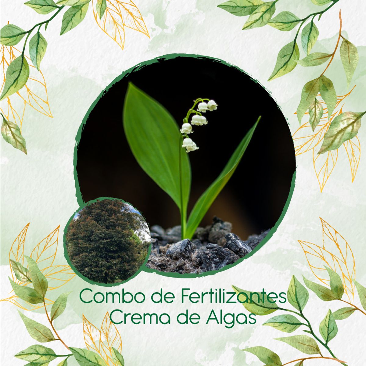GENERICO - Combo De Fertilizantes Crema De Algas Para Árbol Guayacán De Manizales