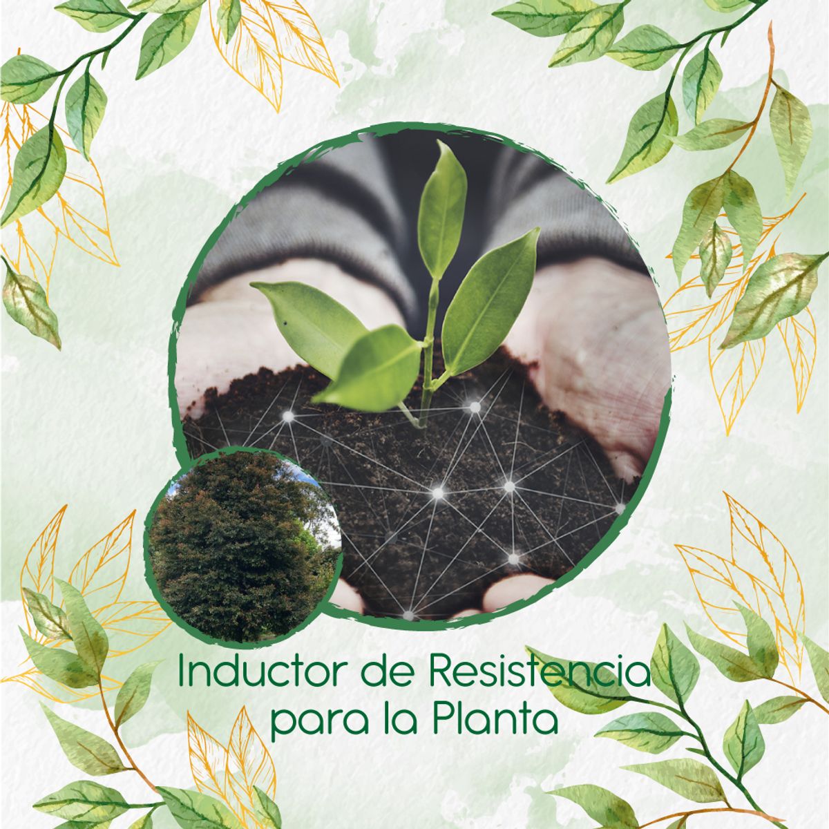 GENERICO - Fertilizante Inductor De Resistencia Para Árbol Guayacán De Manizales